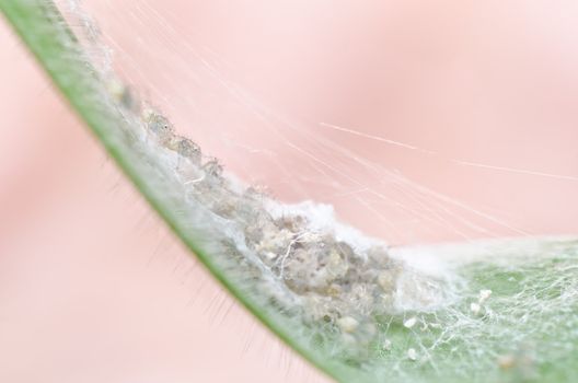 long legs spider in green nature or the garden