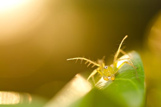 long legs spider in green nature or the garden