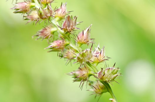 weed  in the miracle nature or in the garden