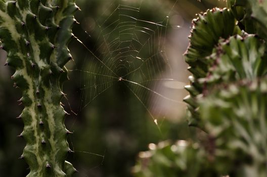 Spider web in green nature or in the forest