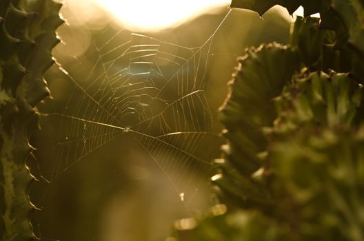 Spider web in green nature or in the forest