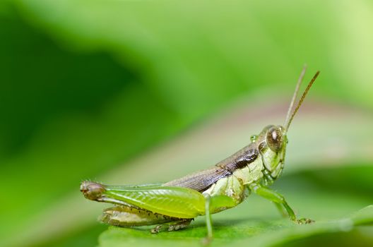 grasshopper in green nature or in the garden