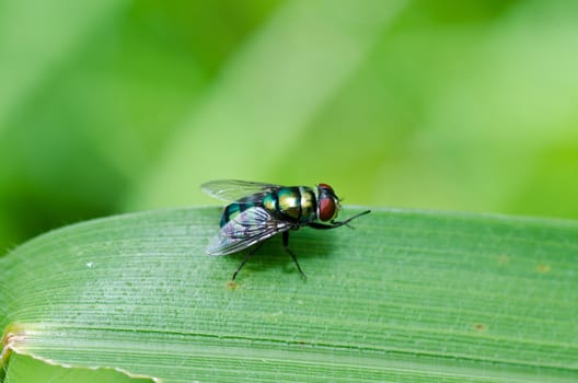 fly in green nature or in the city