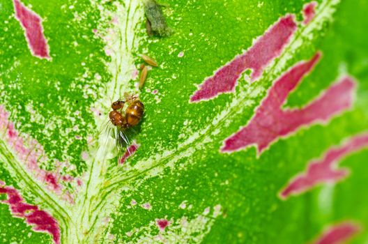 red ant in green nature or in forest