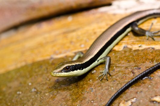 Skink in garden or in green nature