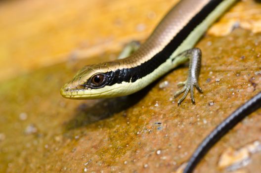 Skink in garden or in green nature