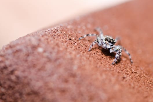 jumping spider in green nature or in the garden