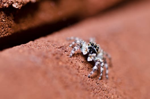 jumping spider in green nature or in the garden