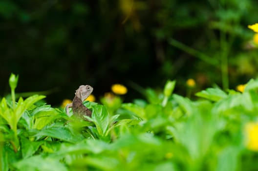 Lizard in green nature or in park or in the garden