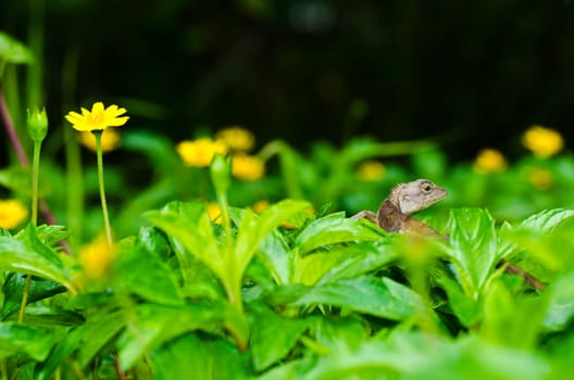 Lizard in green nature or in park or in the garden