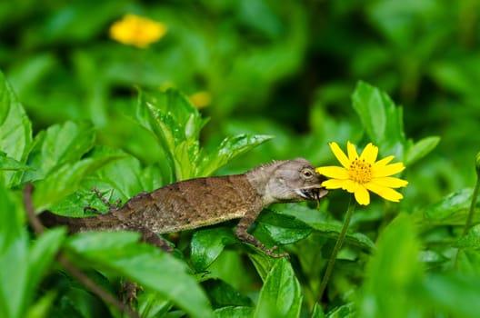 Lizard in green nature or in park or in the garden