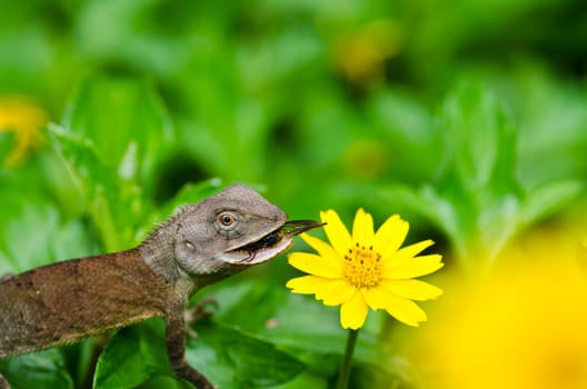 Lizard in green nature or in park or in the garden