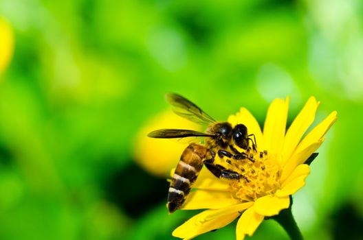 bee in green nature or in the garden