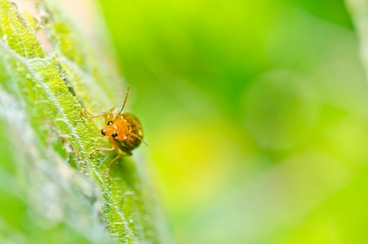 orange beetle in green nature or in the garden or park