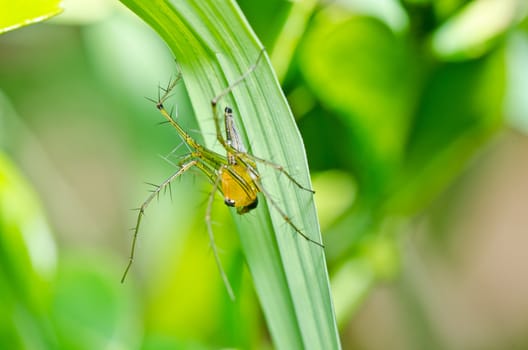 long legs spider in green nature or in garden