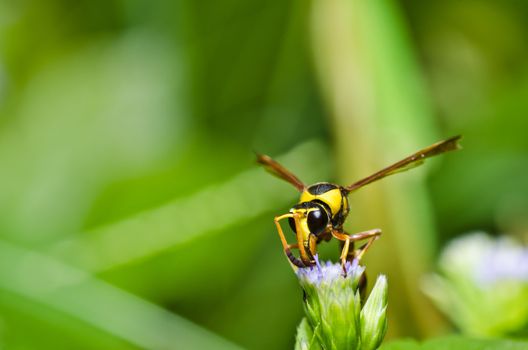 yellow wasp in green nature or in garden. It's danger.