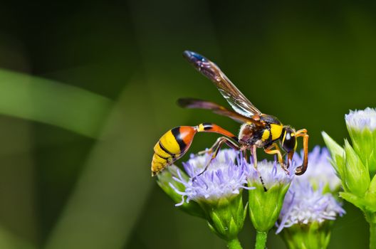 yellow wasp in green nature or in garden. It's danger.