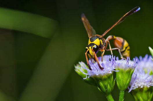 yellow wasp in green nature or in garden. It's danger.