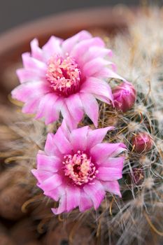 Blooming cactus on dark background (Mammillaria).An image with shallow depth of field.