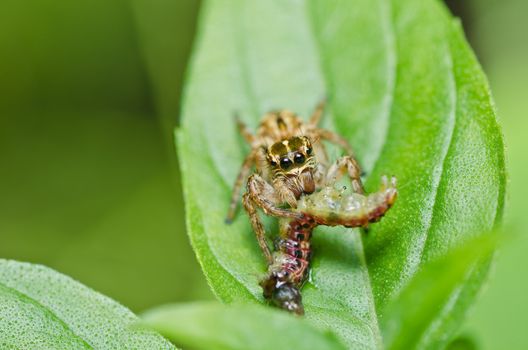 jumping spider eat worm in green nature