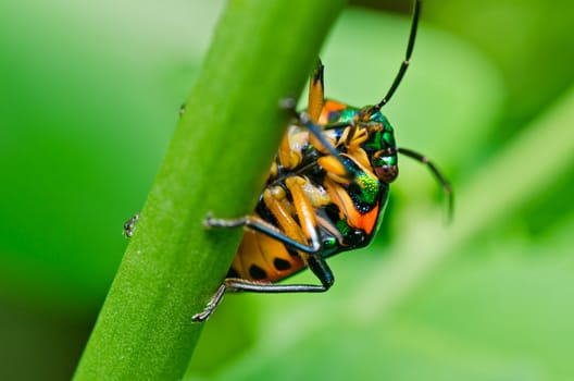 jewel beetle in green nature or in the garden