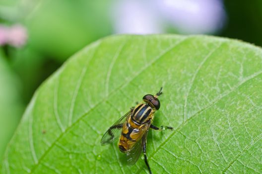 Flower files or Fruit flies in green nature or around on flower