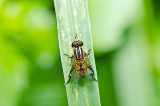 Flower files or Fruit flies in green nature or around on flower