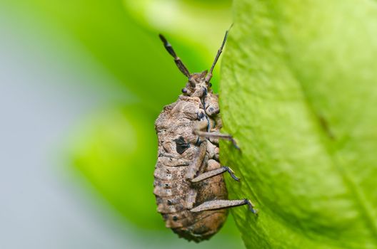 brown beetle in green nature or in forest