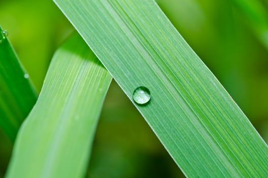 water drops on green leaf in green fresh nature