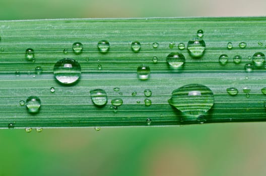 water drops on green leaf in green fresh nature