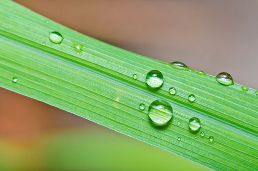 water drops on green leaf in green fresh nature