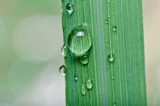 water drops on green leaf in green fresh nature