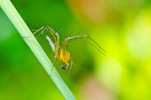 long legs spider in green nature or in forest