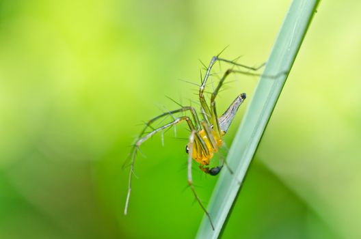 long legs spider in green nature or in garden