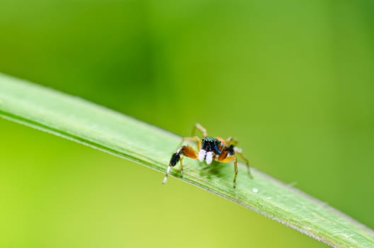 jumping spider in green nature or in the garden