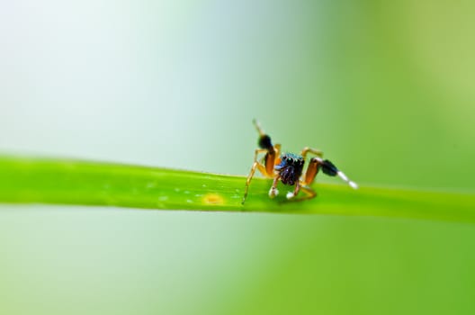 jumping spider in green nature or in the garden