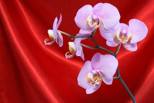 Beautiful purple orchid on red curtain silk background