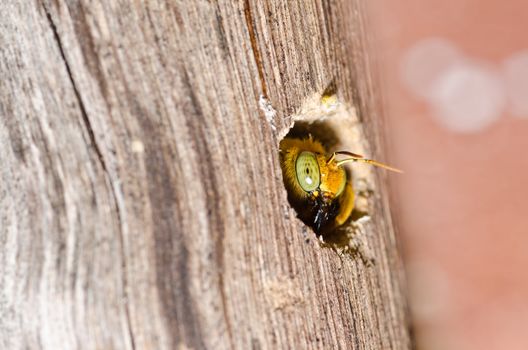 Carpenter bee in the nature or in the garden.It's danger