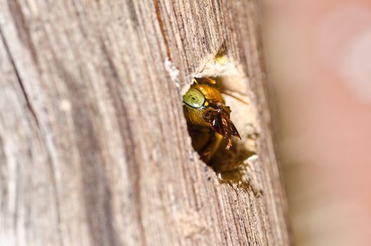 Carpenter bee in the nature or in the garden.It's danger