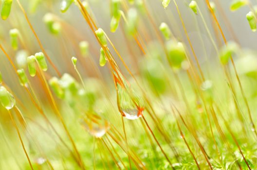 Fresh moss in green nature or in old stone or old wall