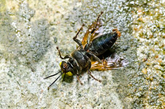 wasp in green nature or in garden . It's danger.