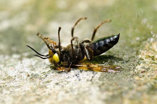 wasp in green nature or in garden . It's danger.