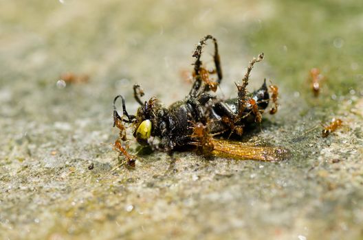 wasp in green nature or in garden . It's danger.