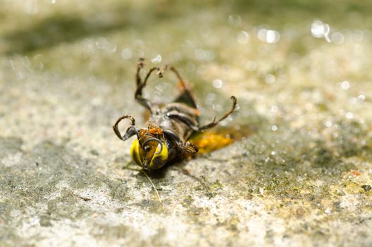 wasp in green nature or in garden . It's danger.