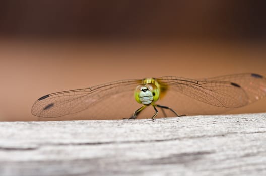 dragonfly in garden or in green nature