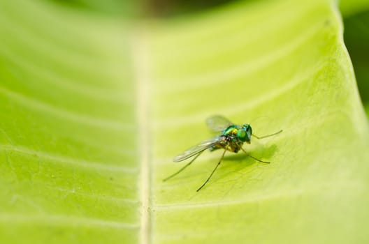 long legs fly in green nature or in the city