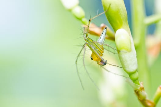 long legs spider in green nature or the garden