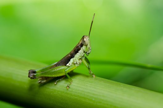 grasshopper in green nature or in the garden