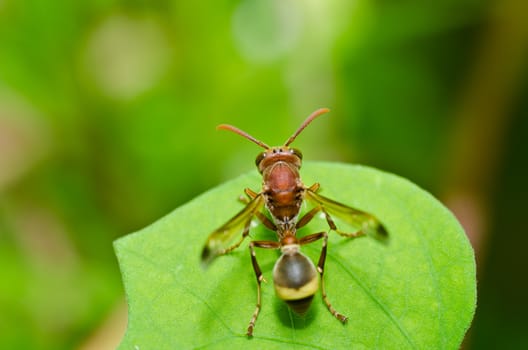 wasp in green nature or in garden. It's danger.