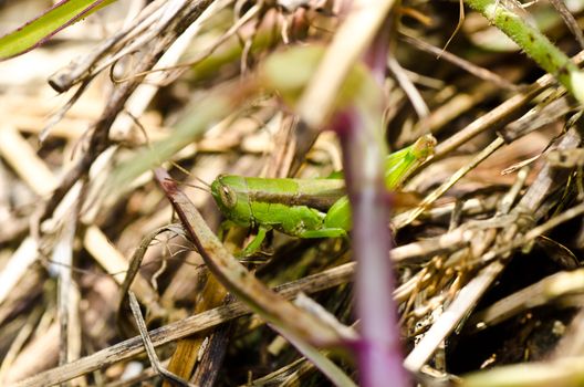 grasshopper in green nature or in the garden